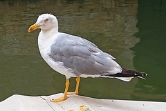 Larus michahellis