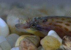 Lepadogaster purpurea