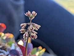 Tofieldia coccinea
