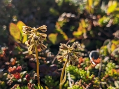 Tofieldia coccinea