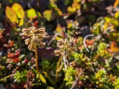 Tofieldia coccinea