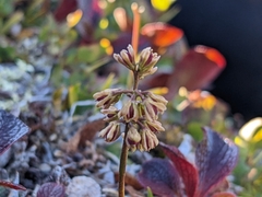 Tofieldia coccinea