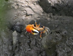 Tubuca coarctata