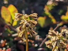 Tofieldia coccinea
