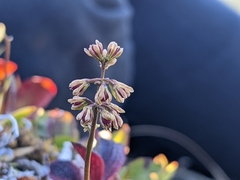 Tofieldia coccinea