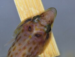 Lepadogaster purpurea