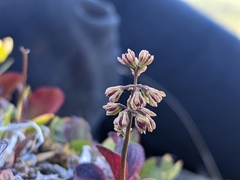 Tofieldia coccinea