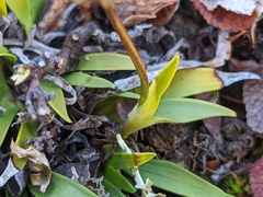 Tofieldia coccinea