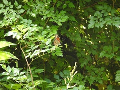 Limenitis archippus watsoni