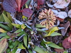 Tofieldia coccinea