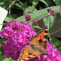 Aglais urticae