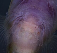 Lepadogaster purpurea
