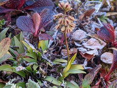 Tofieldia coccinea