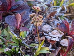 Tofieldia coccinea