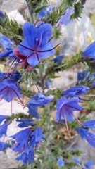 Echium vulgare
