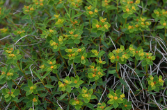 Euphorbia spinosa