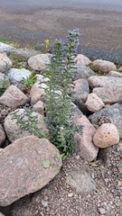 Echium vulgare