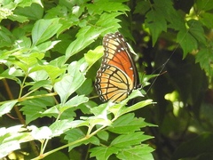 Limenitis archippus watsoni