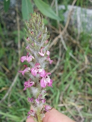 Pedicularis attollens