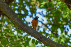 Phoenicurus auroreus