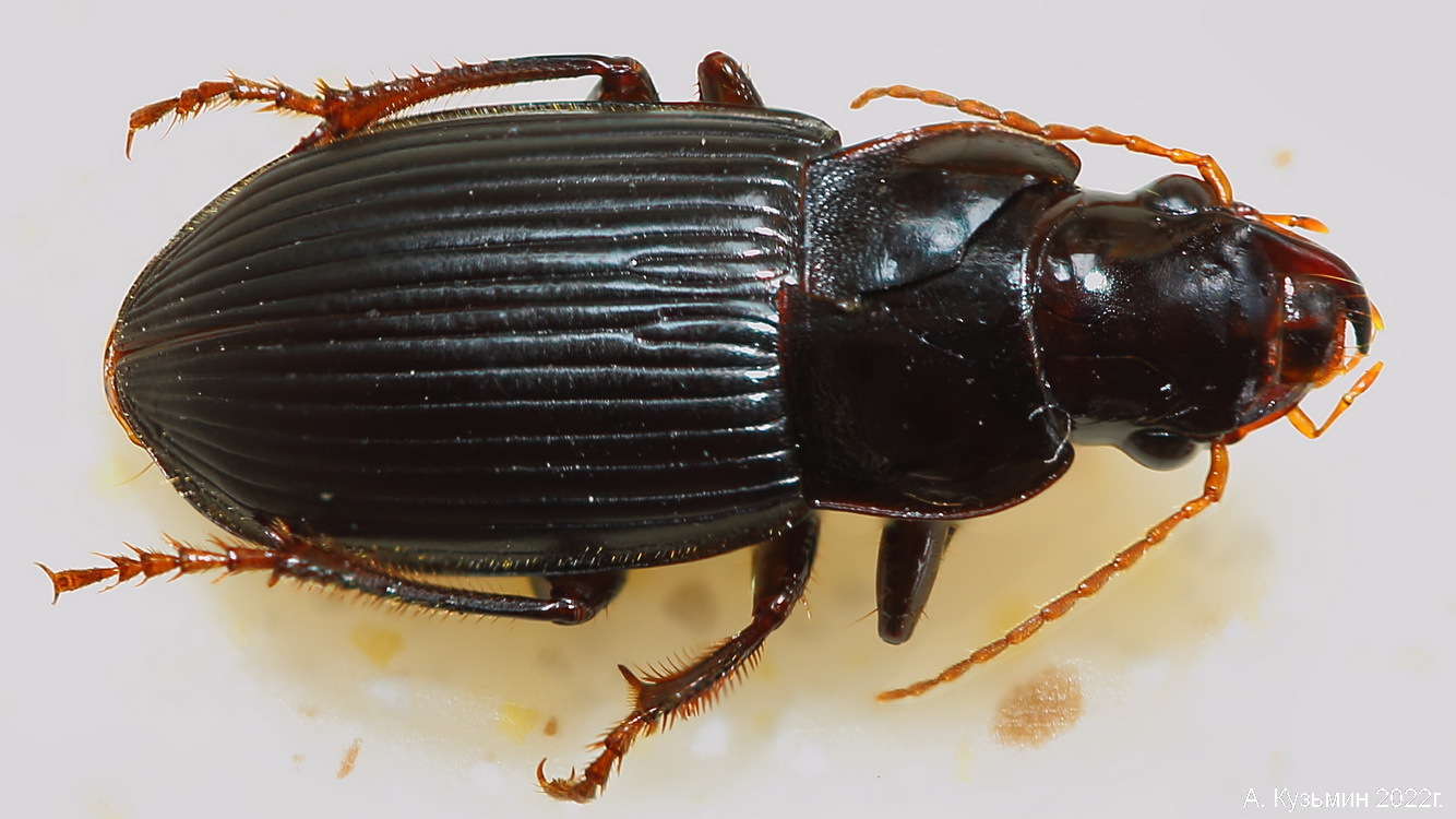 Жужелица Anisodactylus binotatus