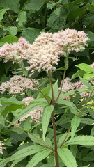Eupatorium cannabinum