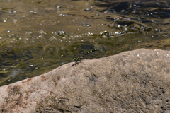 Lamelligomphus ringens