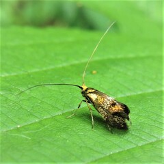 Nemophora topazias