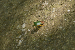 Acanthosoma crassicaudum