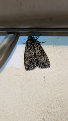 Acronicta fragilis