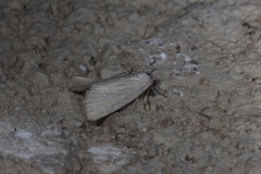 Photedes morrisii