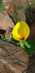 Zantedeschia elliottiana