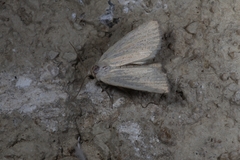 Photedes morrisii