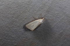 Photedes morrisii