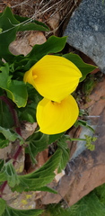 Zantedeschia elliottiana