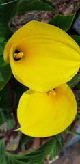 Zantedeschia elliottiana