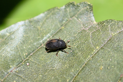 Hylesinus toranio