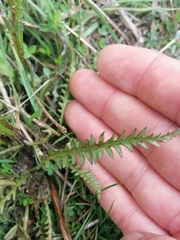 Pedicularis attollens
