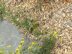 Pachydiplax longipennis