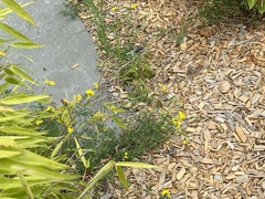 Pachydiplax longipennis