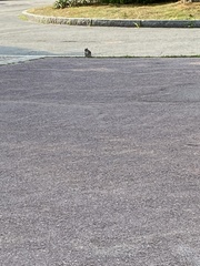 Sciurus carolinensis