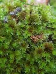 Ptychostomum capillare