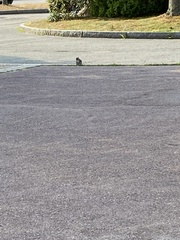 Sciurus carolinensis