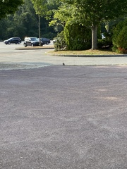 Sciurus carolinensis