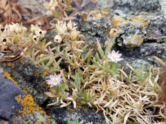 Spergularia macrotheca