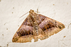 Bastilla maturescens