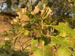 Gymnanthemum amygdalinum