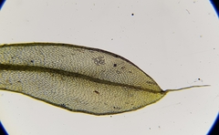 Ptychostomum capillare