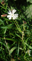 Silene latifolia alba