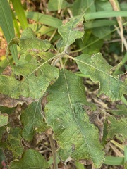 Gymnanthemum amygdalinum